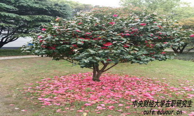 中財在職研究生攻讀方式有哪些？