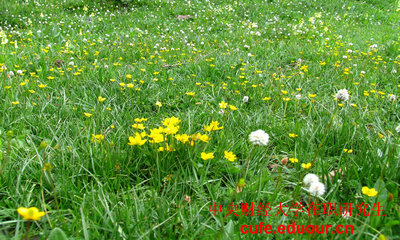 中央財(cái)經(jīng)大學(xué)在職研究生雙證現(xiàn)在可以打印準(zhǔn)考證嗎？