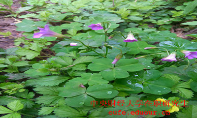 中央財(cái)經(jīng)大學(xué)同等學(xué)力拿什么證？